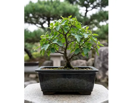 Ficus