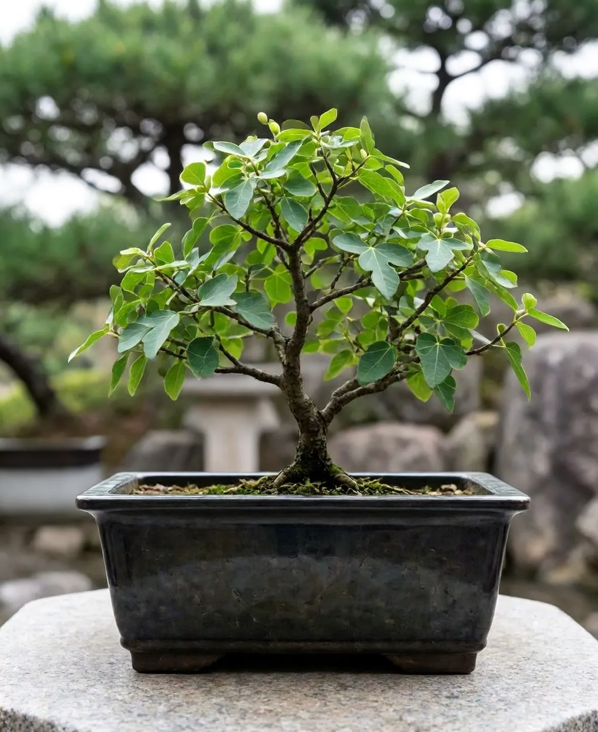 Ficus