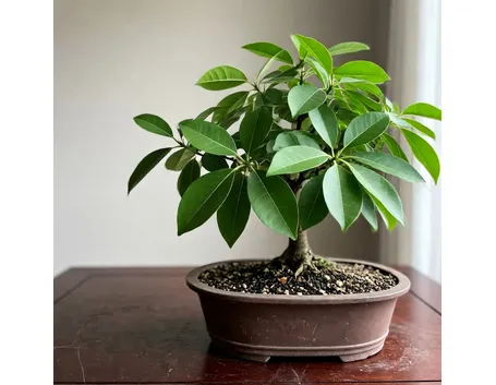 bonsai di ficus