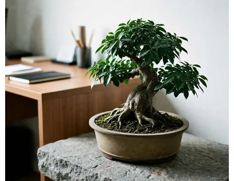 Ficus ginseng