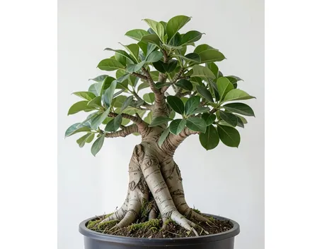 Ficus bonsai
