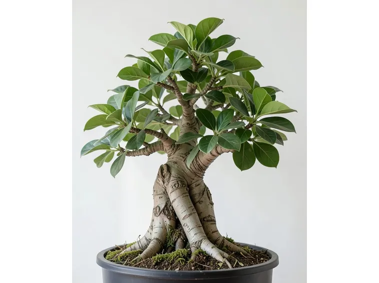 Ficus bonsai