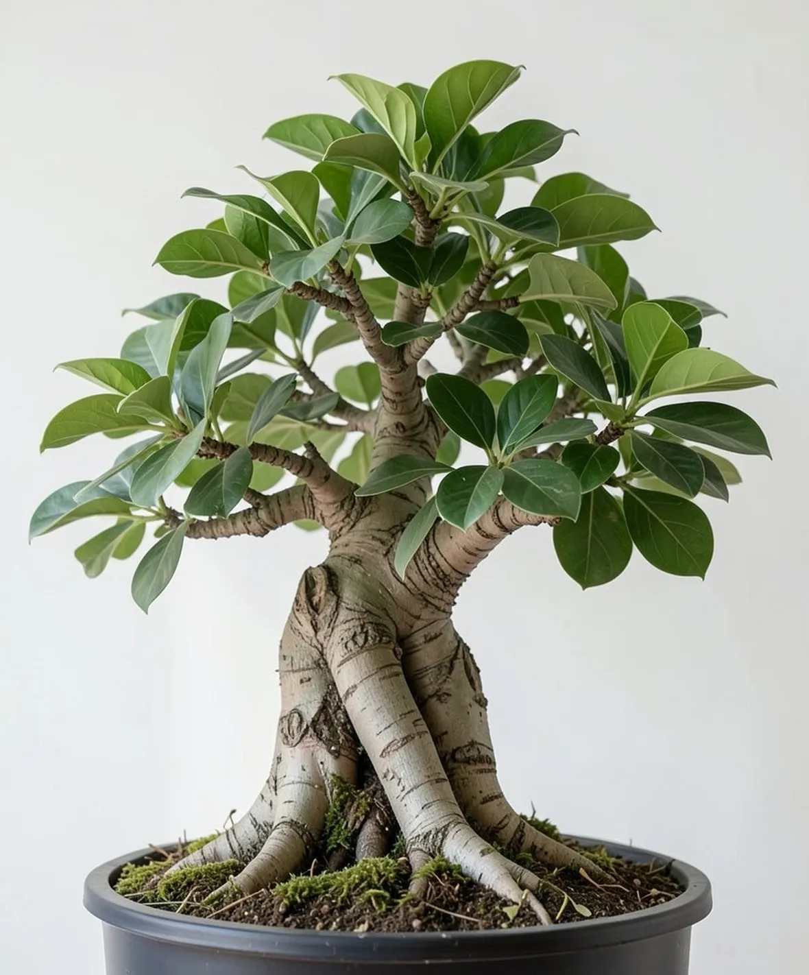 Ficus bonsai