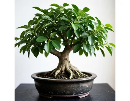 Ficus
