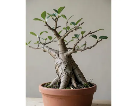 ficus