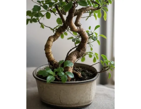ficus