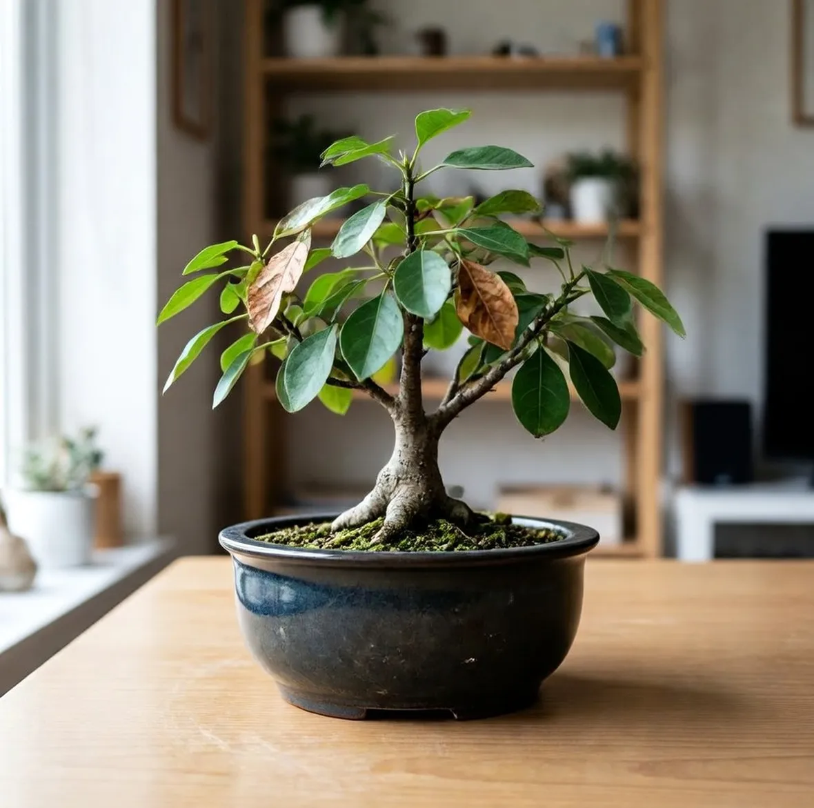 Ficus ginseng