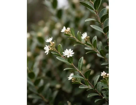 leptospermum