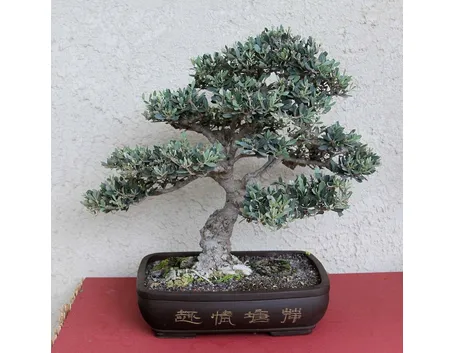 bonsai di ulivo