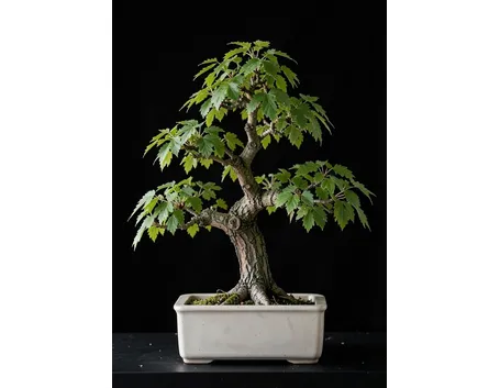 Bonsai di olmo