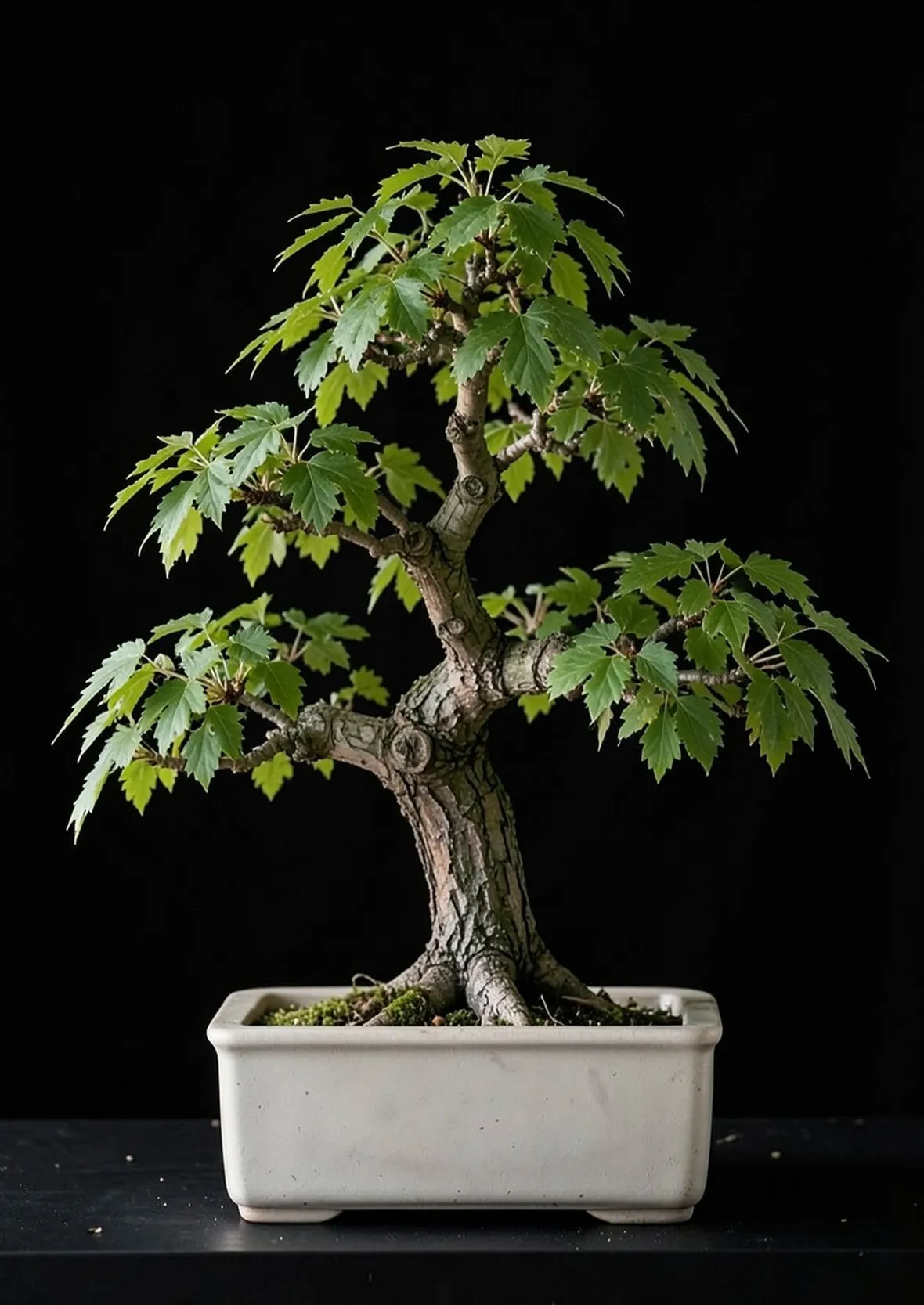 Bonsai di olmo