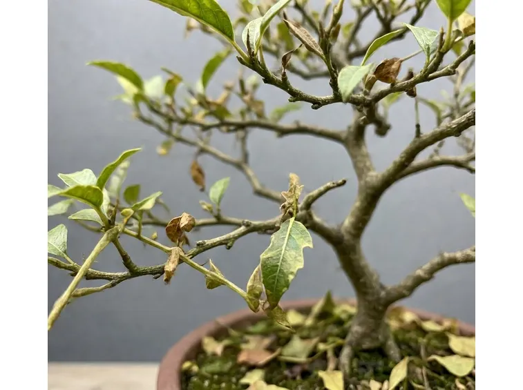 Sophora prostrata little baby