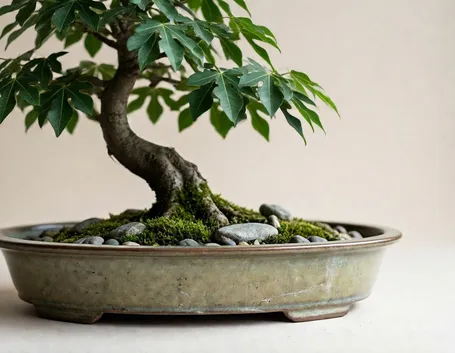 bonsai