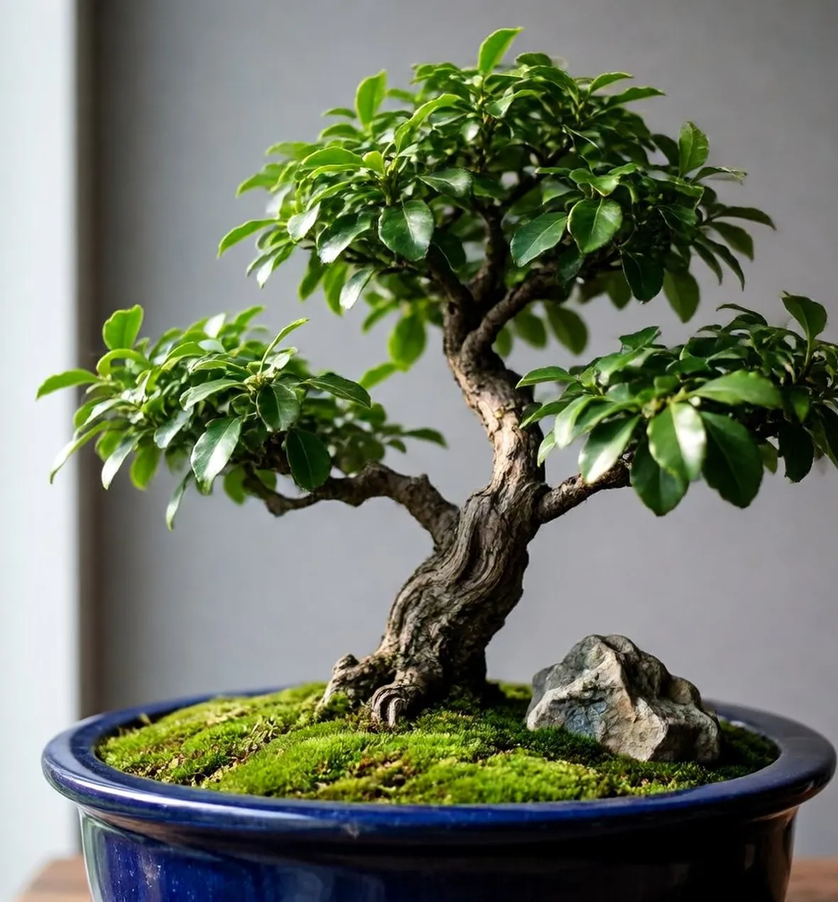 bonsai