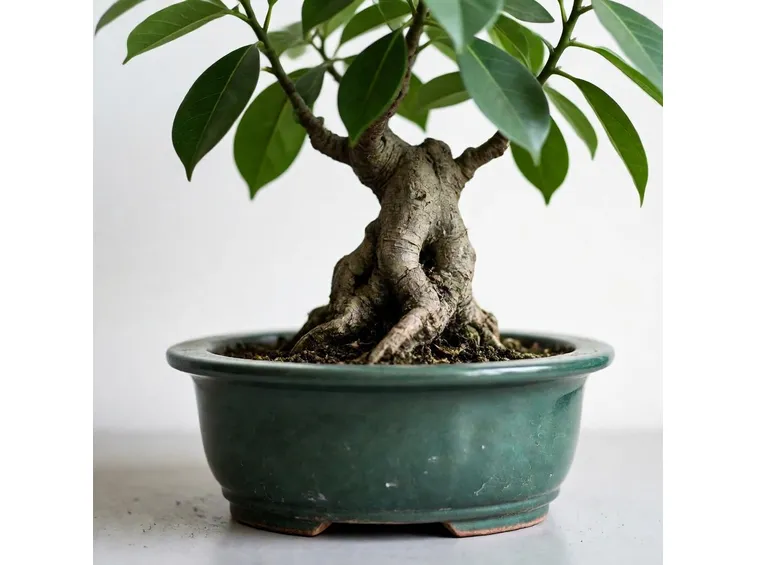 Ficus
