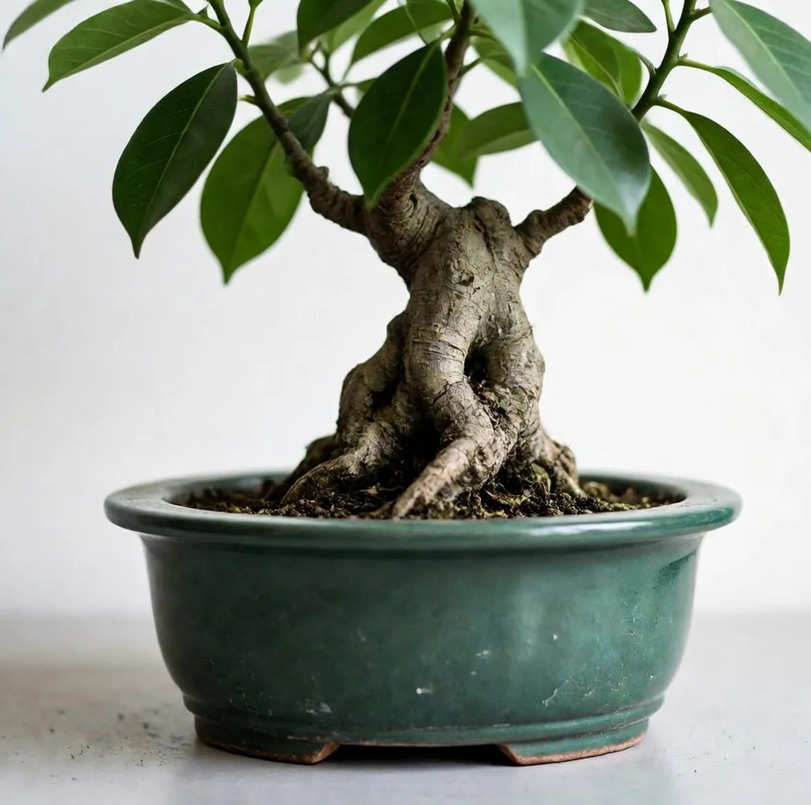 Ficus