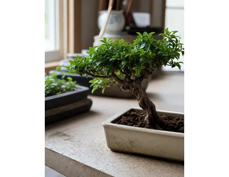 Bonsai di serissa