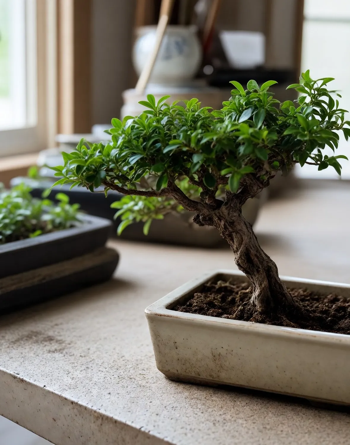 Bonsai di serissa