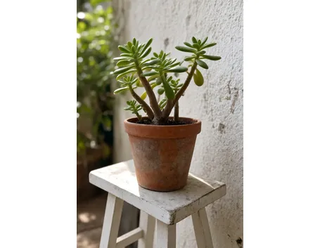 Crassula