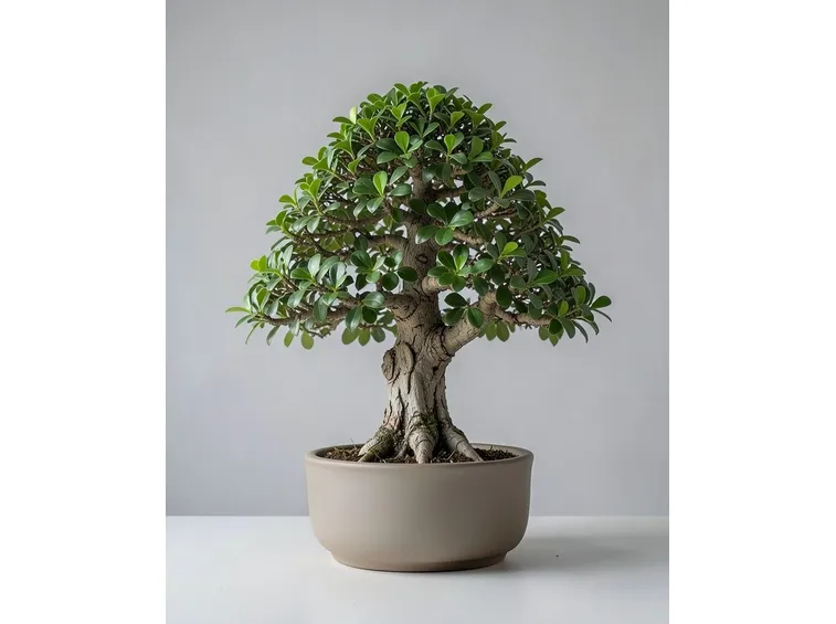 ficus