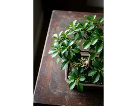 Ficus