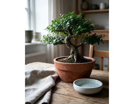 Bonsai di bosso