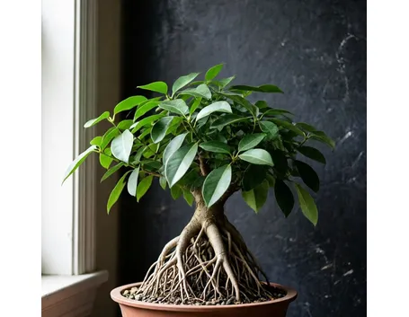Ficus bonsai