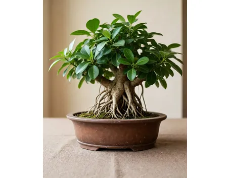 ficus