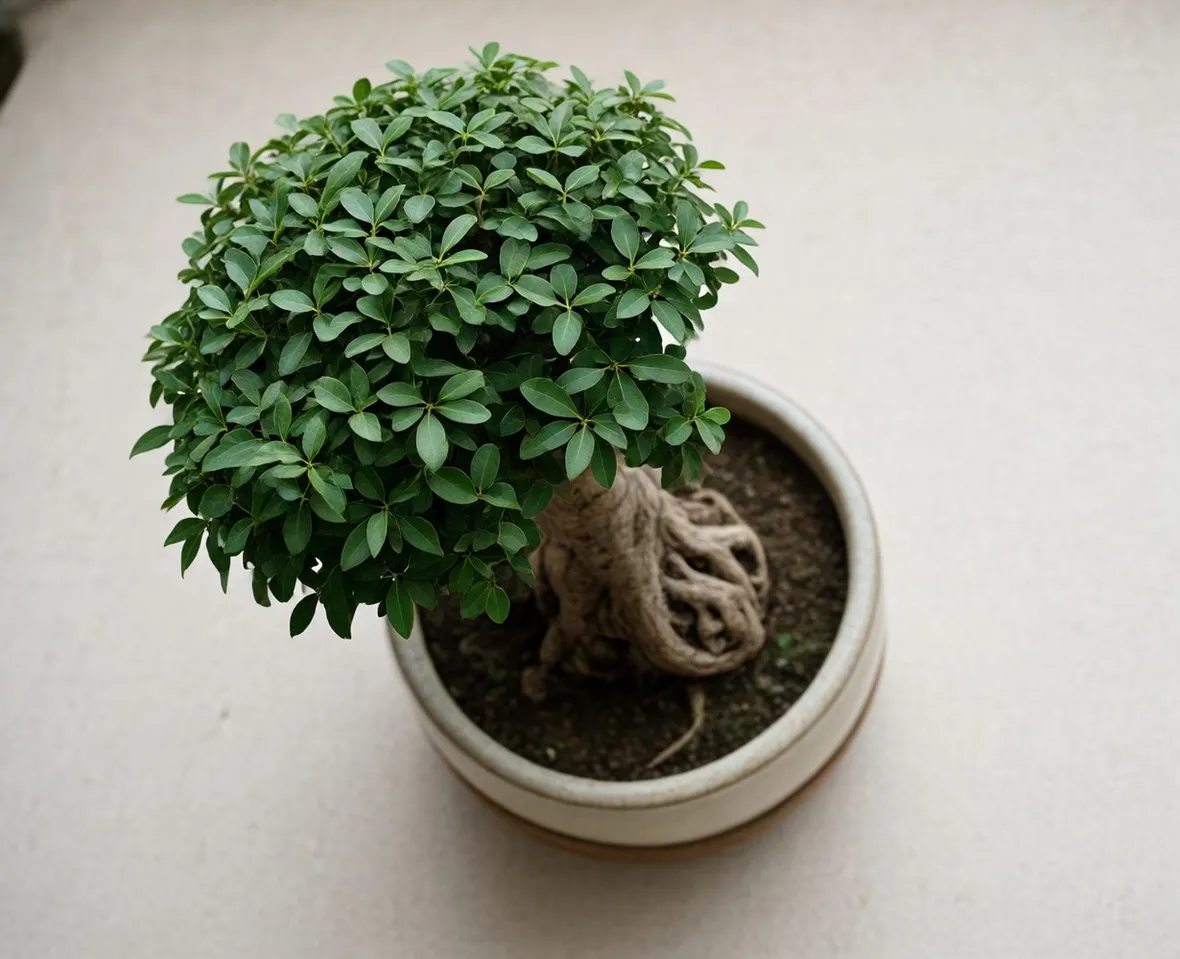 Ficus ginseng 
