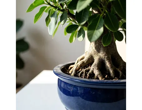 Ficus ginseng
