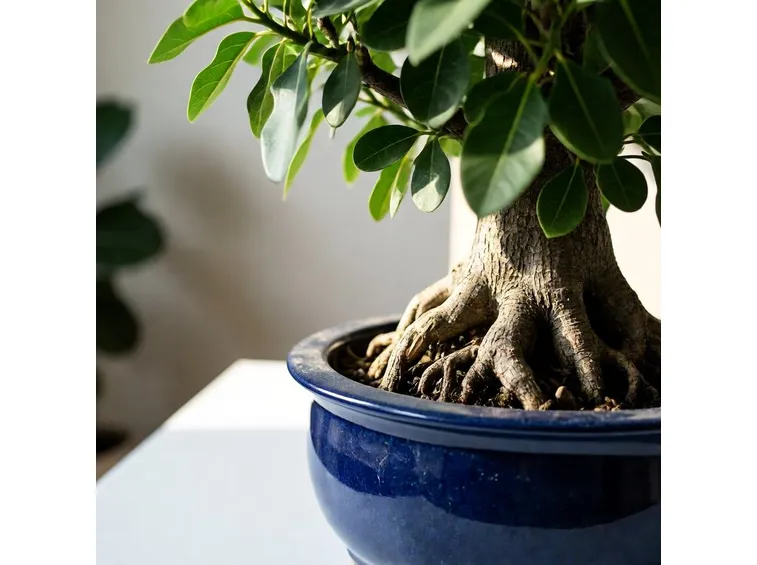 Ficus ginseng