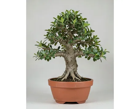 ficus retusa