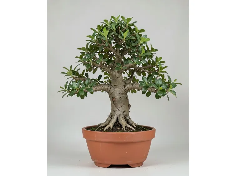 ficus retusa