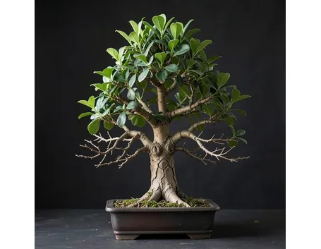 Bonsai di ficus