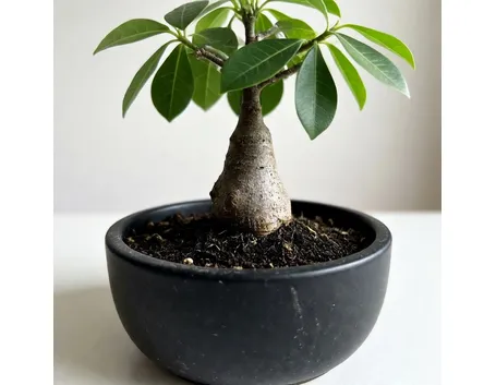 Giovane bonsai