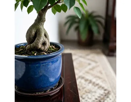 ficus ginseng