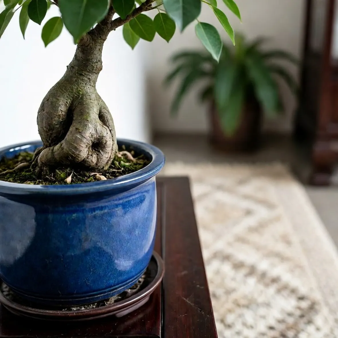 ficus ginseng