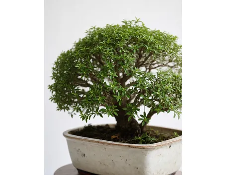 serissa