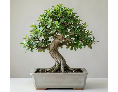 cotoneaster