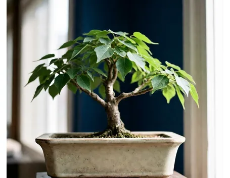 zelkova