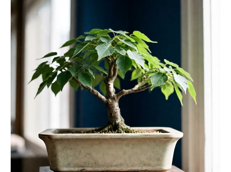 zelkova