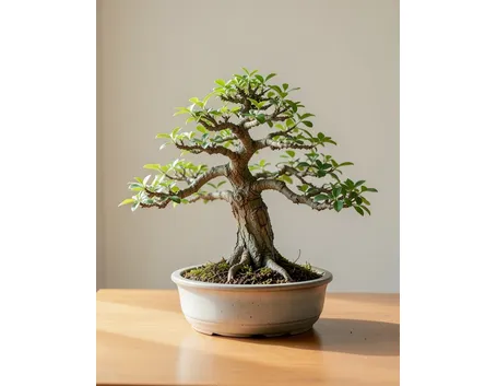 Quercia bonsai
