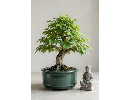 bonsai