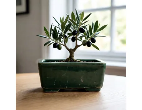 Ulivo bonsai