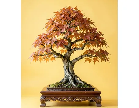 Zelkova