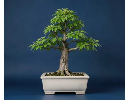 Zelkova