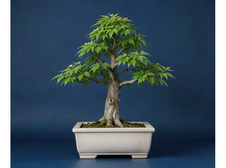 Zelkova