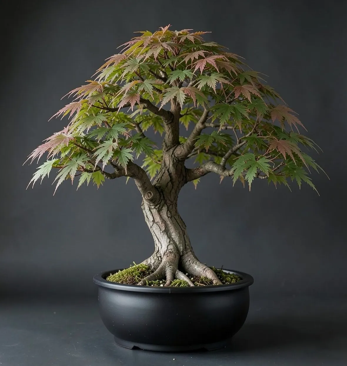 Acero bonsai
