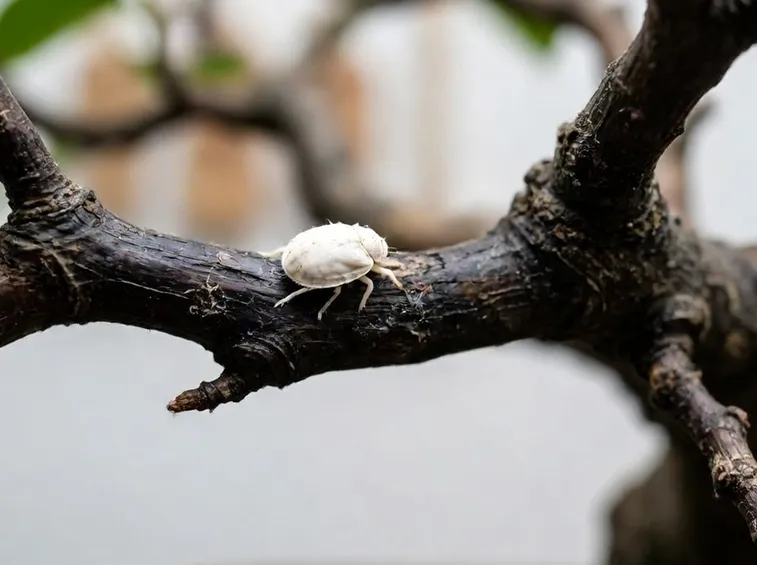 cocciniglia