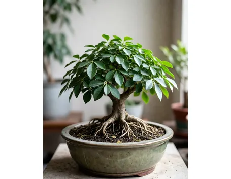 ficus retusa